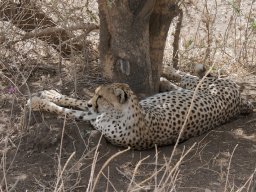 Bologonja_Seronera2009-66